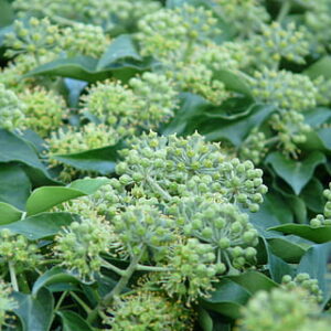 Mel monoflorar d'heura (500g)