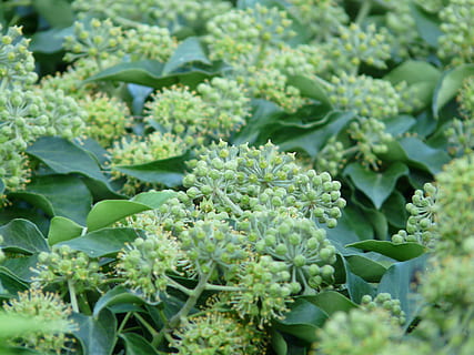 Mel monoflorar d'heura (1 kg)